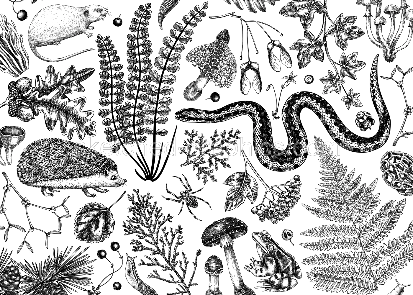 Vector banner with woodland animals, ferns, mushrooms, fall leaves and autumn plant sketch. Beautiful botanical design template in vintage style. Hand drawn autumn forest background for print Illustration